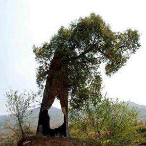 Under the harassment of the COVID 2019, the global economy is still rising steadily.